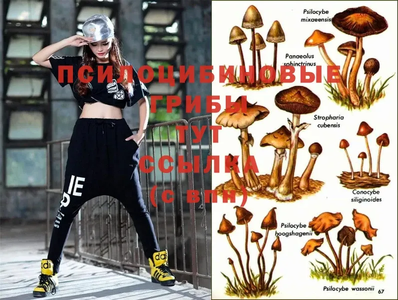 Псилоцибиновые грибы Psilocybe  shop телеграм  Льгов 